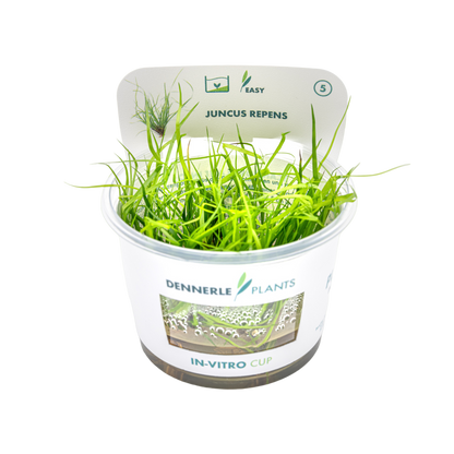 Dennerle Juncus repens Plant-It