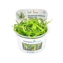 Dennerle Helanthium tenellum Broad Leaf Plant-It