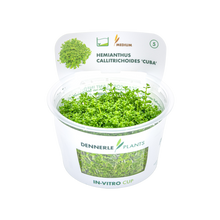 Dennerle Hemianthus callitrichoides Cuba Plant-It