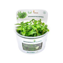Dennerle Staurogyne repens Plant-It
