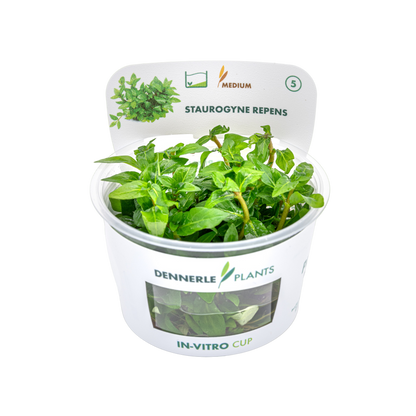 Dennerle Staurogyne repens Plant-It