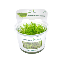 Dennerle Taxiphyllum barbieri Java Moss Plant-It