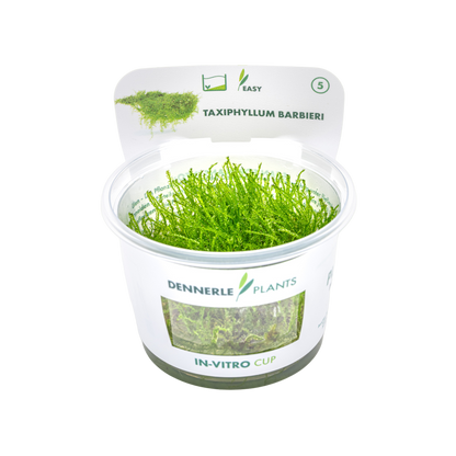 Dennerle Taxiphyllum barbieri Java Moss Plant-It