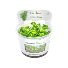 Dennerle Rotala indica Plant-It