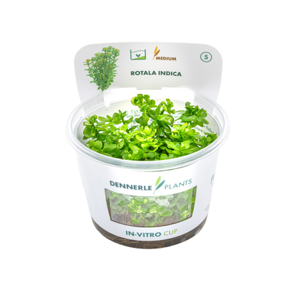 Dennerle Rotala indica Plant-It