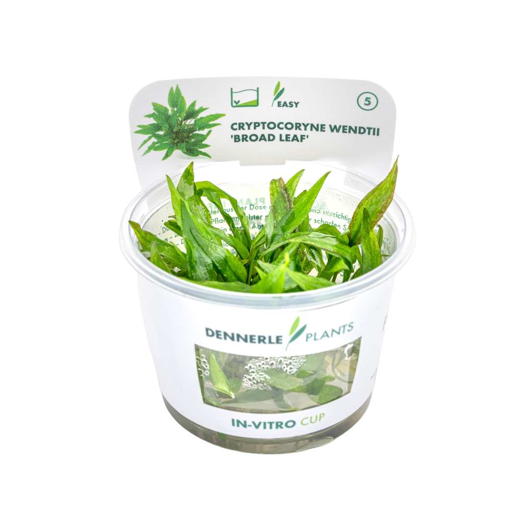 Dennerle Cryptocoryne wendtii Broad Leaf Plant-It