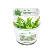 Dennerle Cryptocoryne wendtii Broad Leaf Plant-It