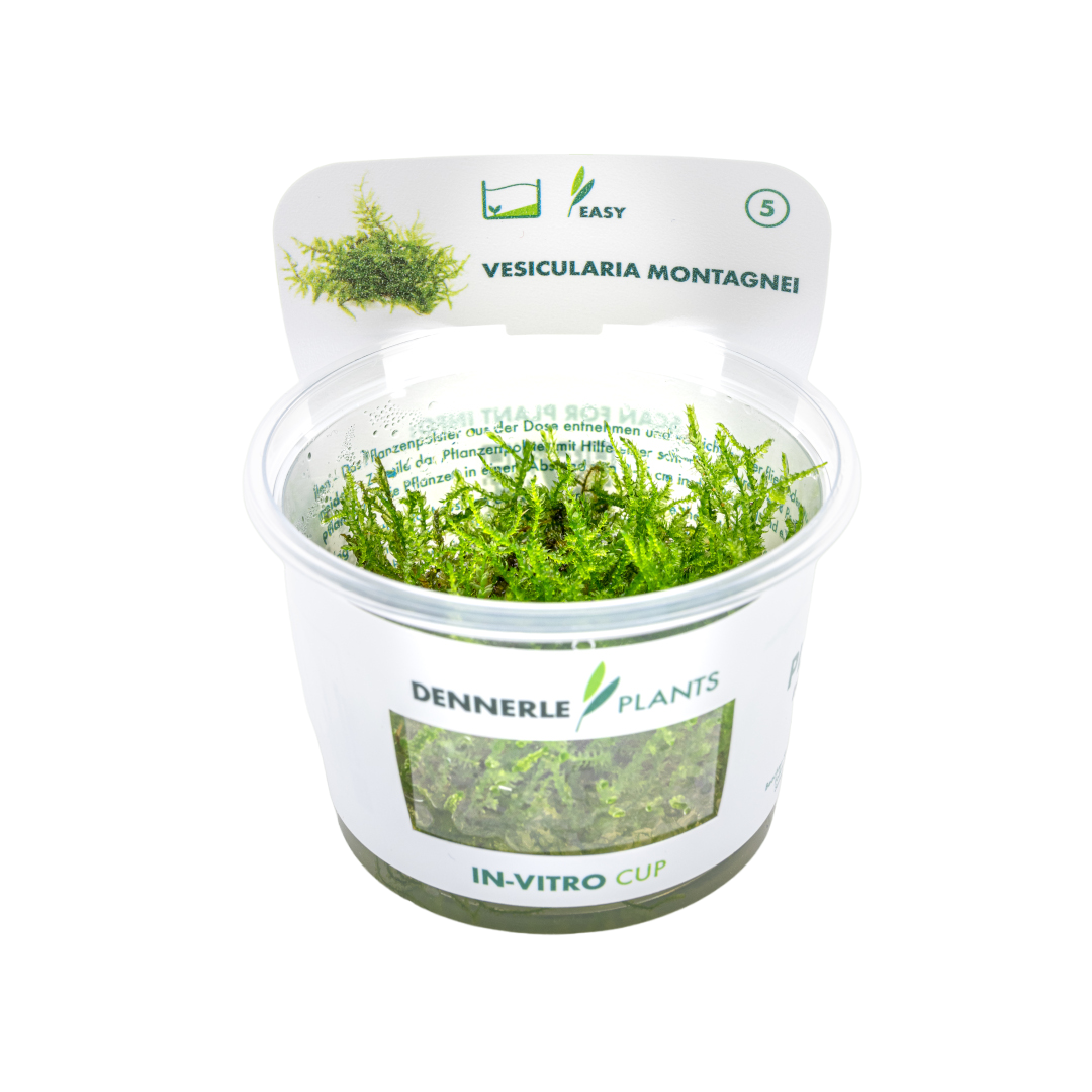 Dennerle Vesicularia montagnei Christmas Moss Plant-It