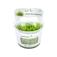 Dennerle Vesicularia montagnei Christmas Moss Plant-It