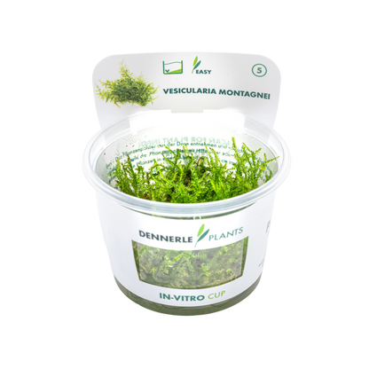 Dennerle Vesicularia montagnei Christmas Moss Plant-It