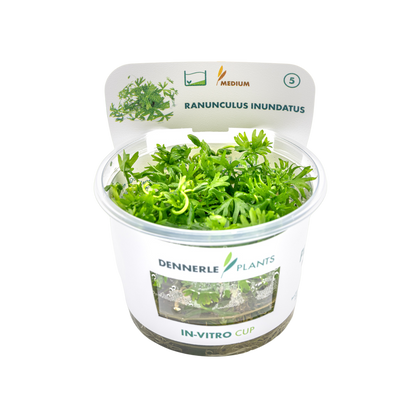 Dennerle Ranunculus inundatus Plant-It