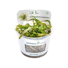 Dennerle Cryptocoryne crispatula Plant-It