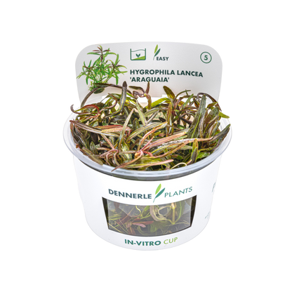 Dennerle Hygrophila lancea Araguaia Plant-It