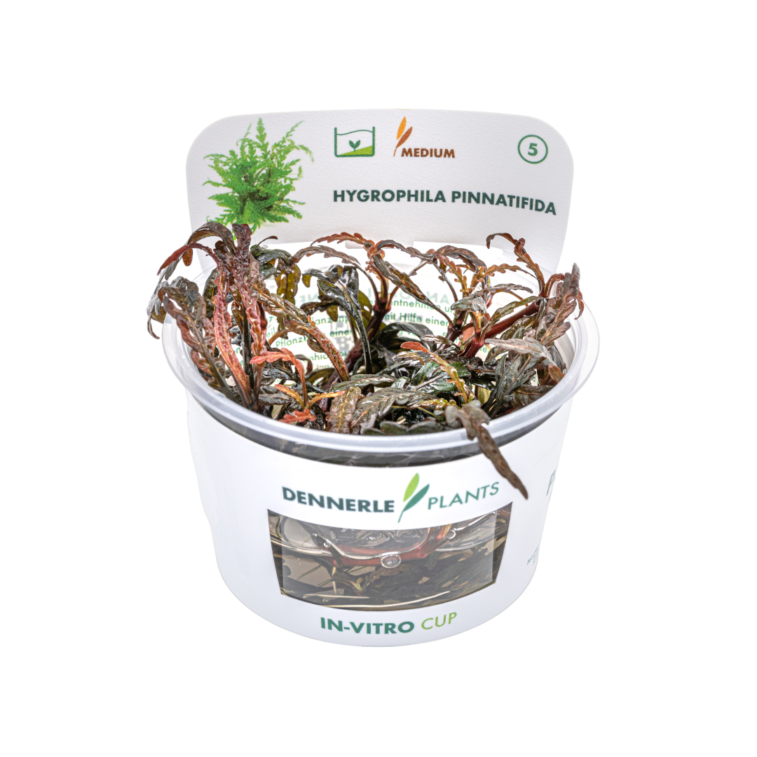 Dennerle Hygrophila pinnatifida Plant-It