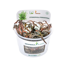 Dennerle Hygrophila pinnatifida Plant-It