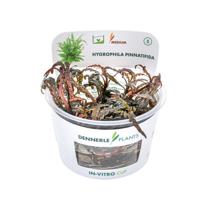 Dennerle Hygrophila pinnatifida Plant-It