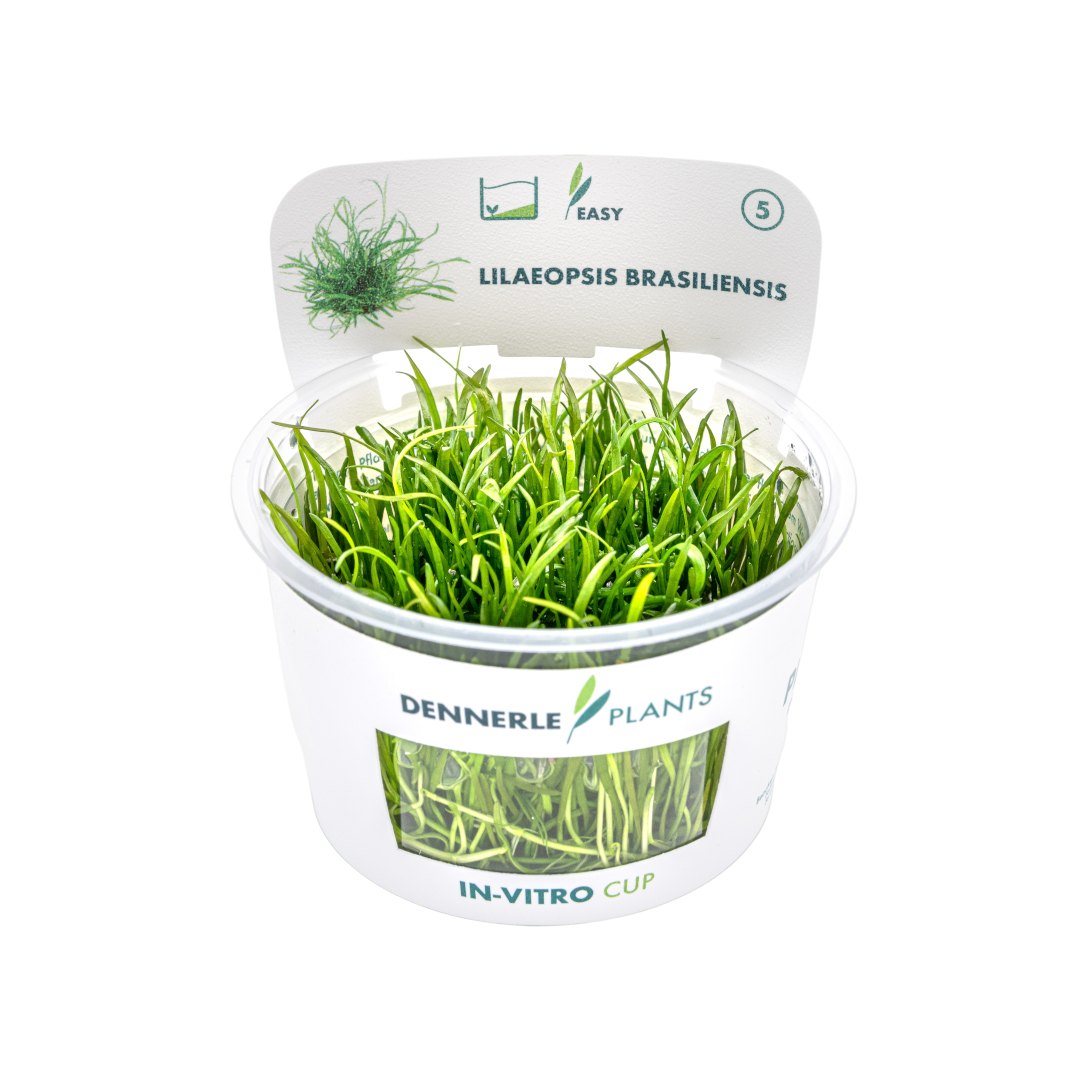 Dennerle Lilaeopsis brasiliensis Plant-It