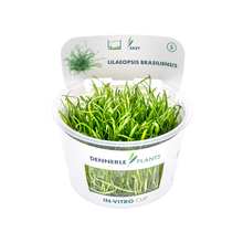 Dennerle Lilaeopsis brasiliensis Plant-It