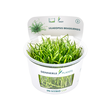 Dennerle Lilaeopsis brasiliensis Plant-It