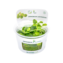 Dennerle Limnobium laevigatum Frogbit Plant-It
