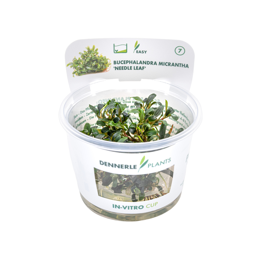 Dennerle Bucephalandra Micrantha Needle Leaf Plant-It
