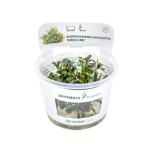 Dennerle Bucephalandra Micrantha Needle Leaf Plant-It