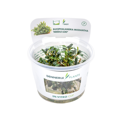 Dennerle Bucephalandra Micrantha Needle Leaf Plant-It