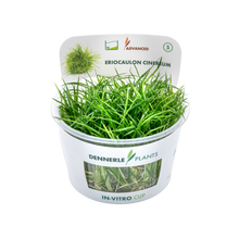 Dennerle Eriocaulon cinereum Plant-It