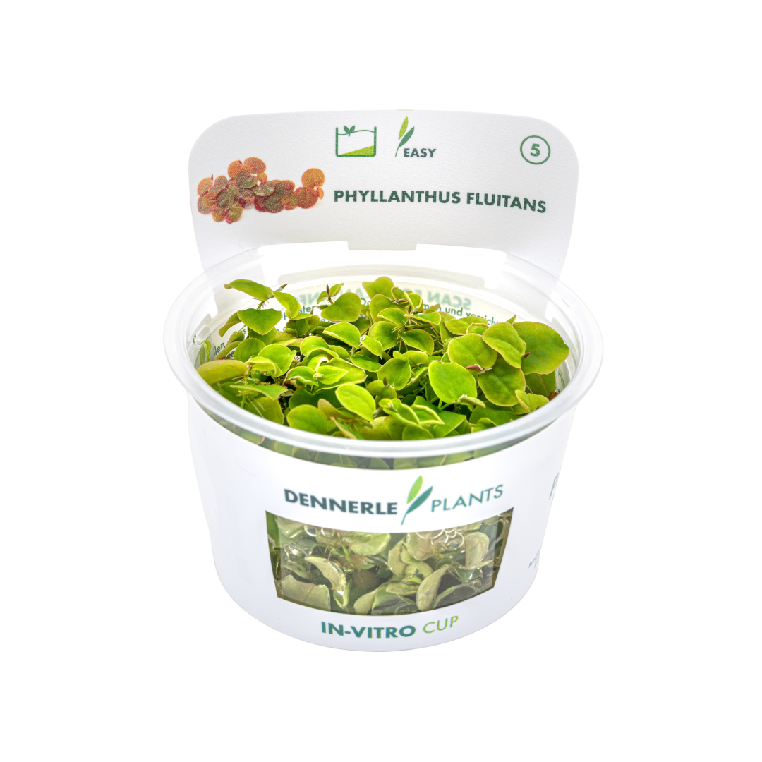 Dennerle Phyllanthus fluitans Plant-It