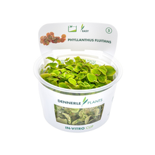 Dennerle Phyllanthus fluitans Plant-It