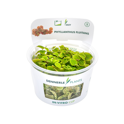 Dennerle Phyllanthus fluitans Plant-It