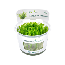 Dennerle Taxiphyllum alternans Taiwan Moss Plant-It