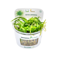 Dennerle Blyxa japonica Plant-It