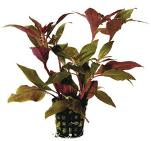 Alternanthera Cardinalis PC Aquafleur