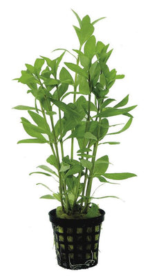 Hygrophila polysperma PC Aquafleur