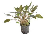 Cryptocoryne wendtii Brown AQUADIP