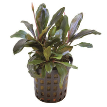 Bucephalandra Theia Aquafleur