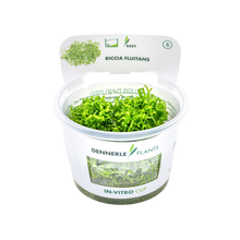 Dennerle Riccia fluitans Plant-It