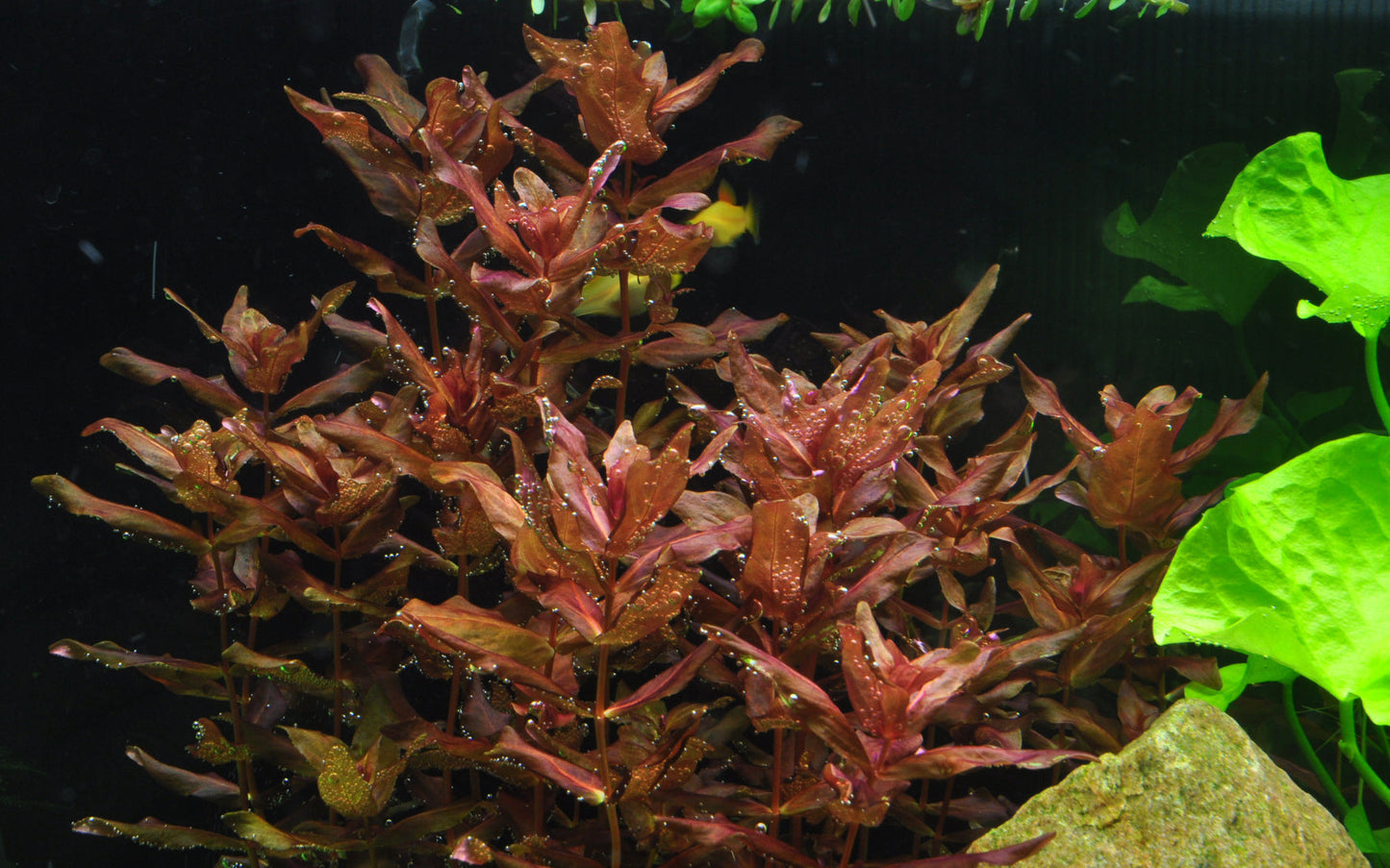 Tropica Rotala macrandra 1-2-GROW