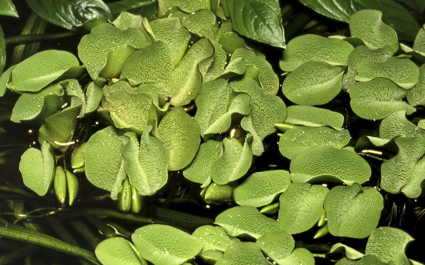 Dennerle Salvinia auriculata Plant-It