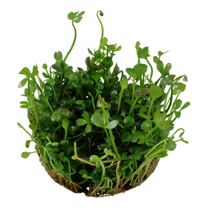 Tropica Marsilea hirsuta 1-2-GROW