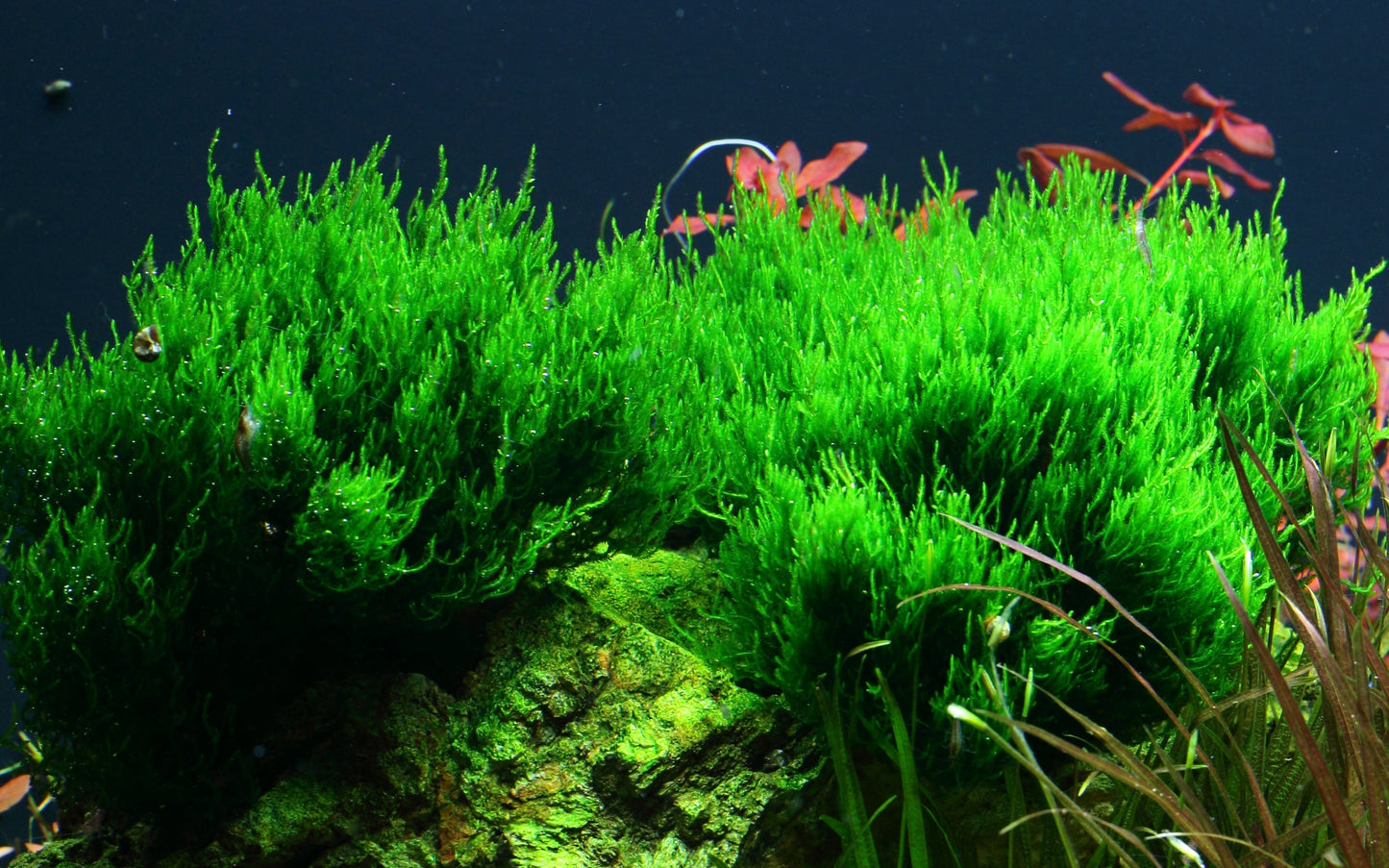Tropica Taxiphyllum Flame Moss 1-2-GROW
