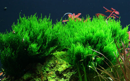 Tropica Taxiphyllum Flame Moss 1-2-GROW