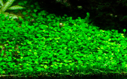 Tropica Marsilea minuta (crenata) 1-2-GROW