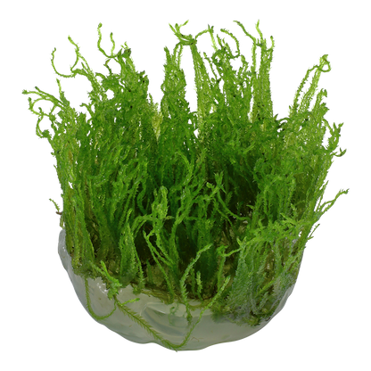 Tropica Taxiphyllum Taiwan Moss 1-2-GROW