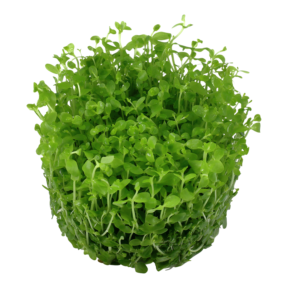 Tropica Micranthemum Monte Carlo 1-2-GROW