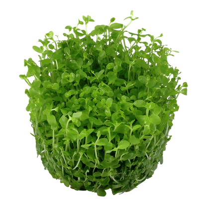 Tropica Micranthemum Monte Carlo 1-2-GROW