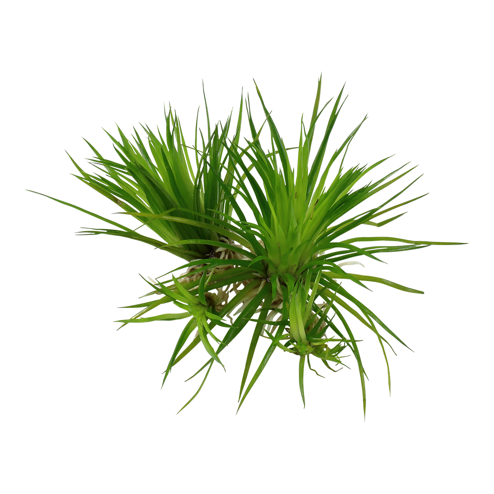 Eriacta generikum