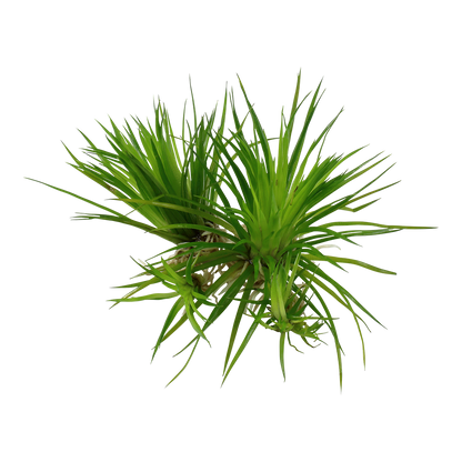 Tropica Eriocaulon cinereum 1-2-GROW