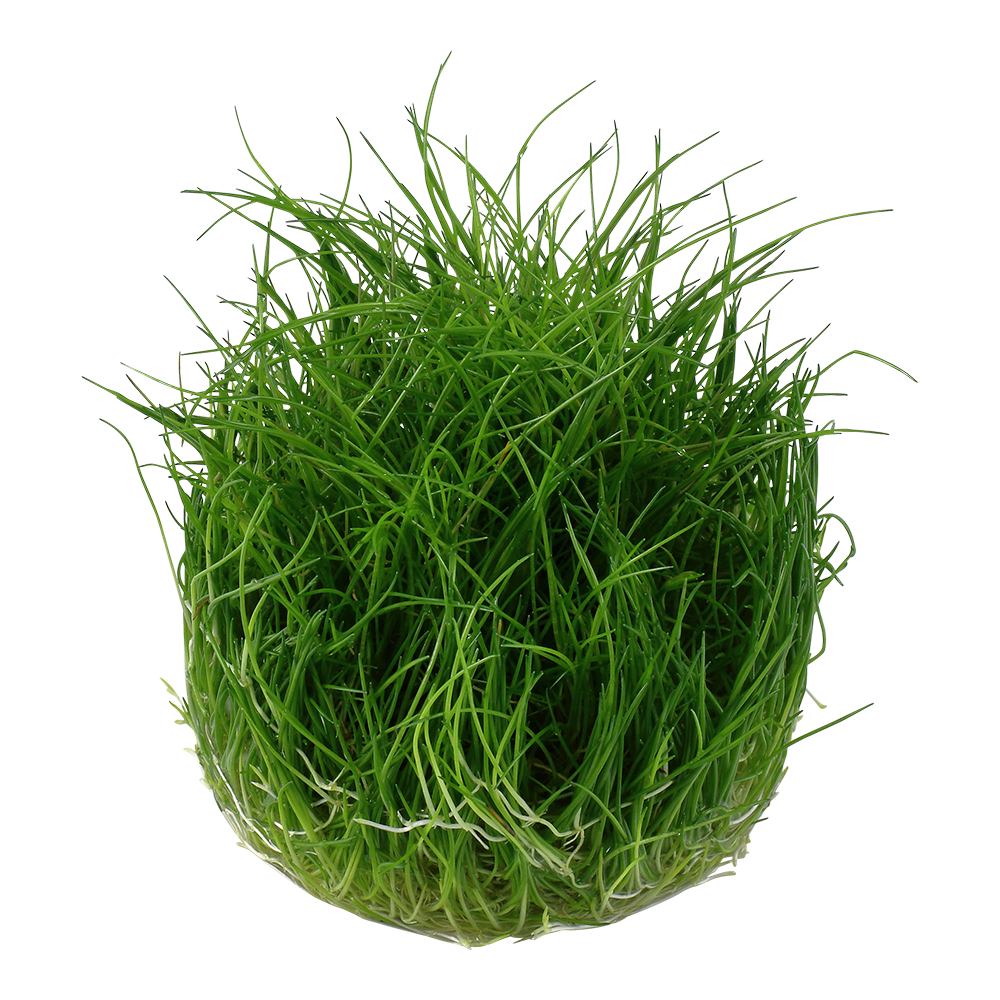 Dennerle Eleocharis pusilla Plant-It